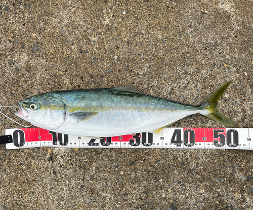 ハマチの釣果