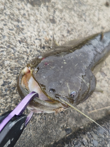 ナマズの釣果