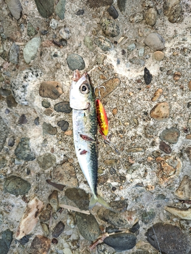 サバの釣果