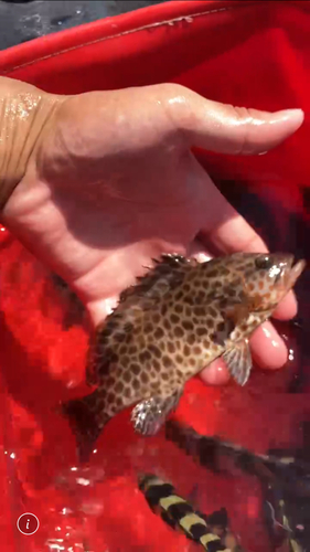 イシミーバイの釣果