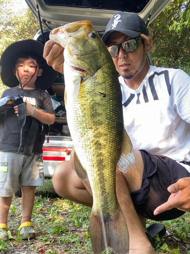 ブラックバスの釣果