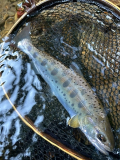 ヤマメの釣果