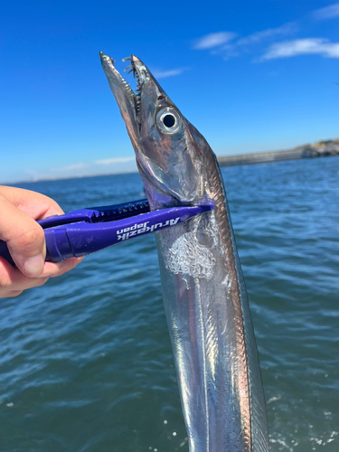 タチウオの釣果