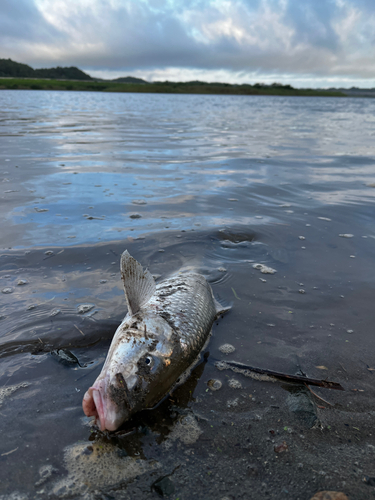 ニゴイの釣果