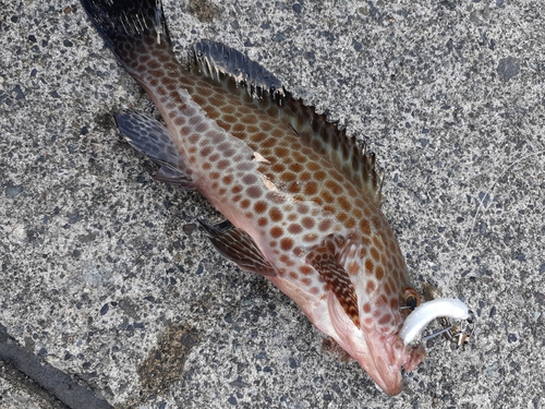 オオモンハタの釣果