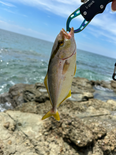 ネリゴの釣果