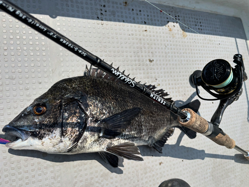 クロダイの釣果