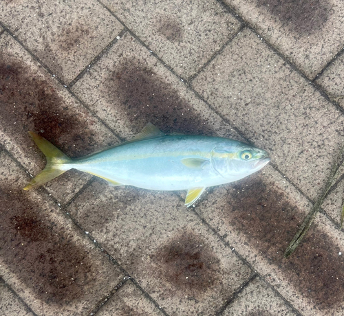 ツバスの釣果