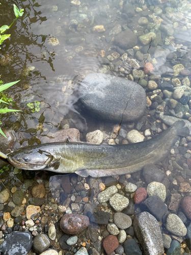 ナマズの釣果