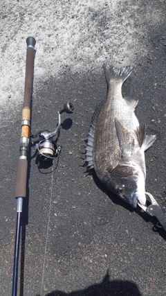 チヌの釣果