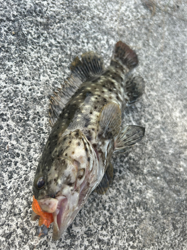 ヤイトハタの釣果