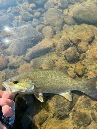 スモールマウスバスの釣果