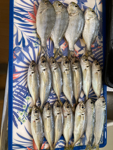 アジの釣果