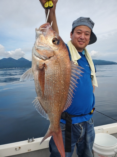 マダイの釣果