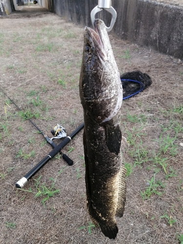 ライギョの釣果