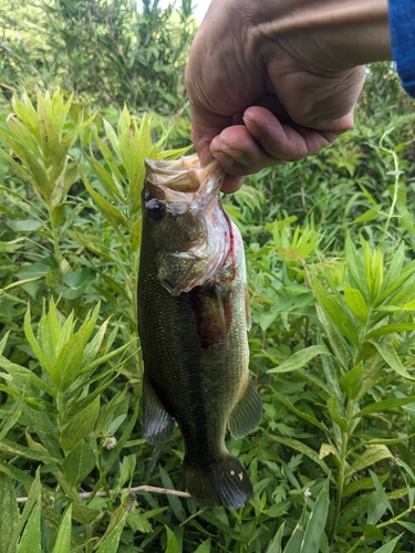 ブラックバスの釣果