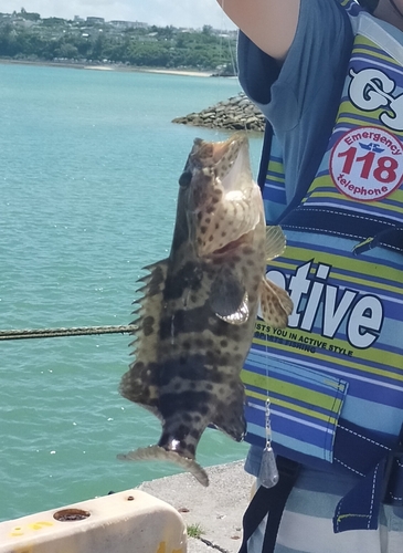 チャイロマルハタの釣果