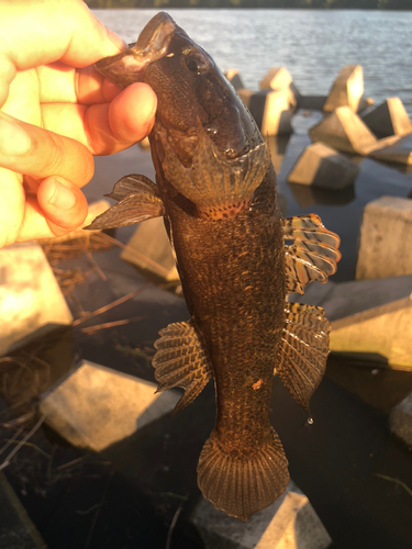 カワアナゴの釣果