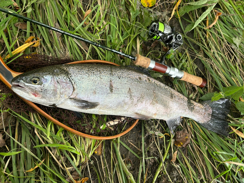 ニジマスの釣果