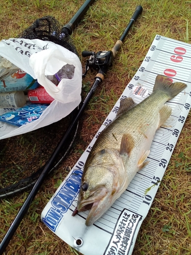 ブラックバスの釣果