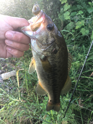 ラージマウスバスの釣果