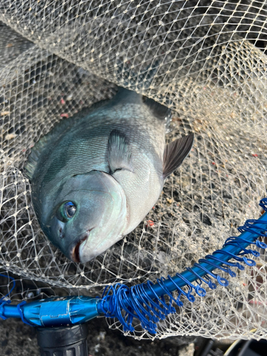 トカジャーの釣果