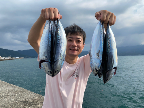 マルソウダの釣果