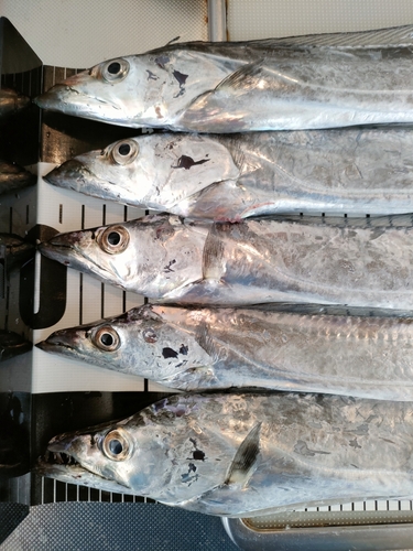 タチウオの釣果