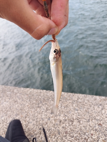 シロギスの釣果