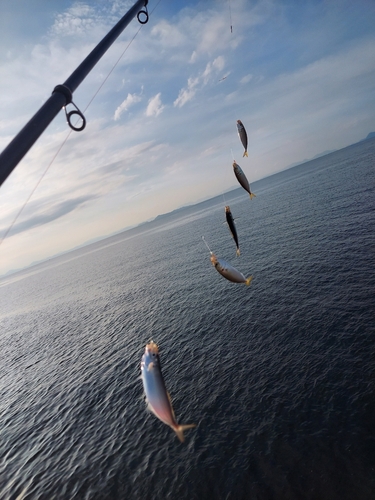 マルアジの釣果