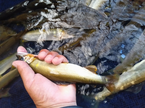 アユの釣果