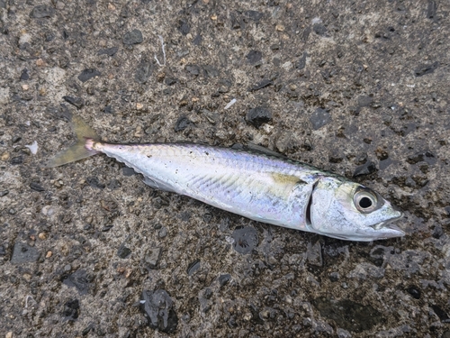 サバの釣果