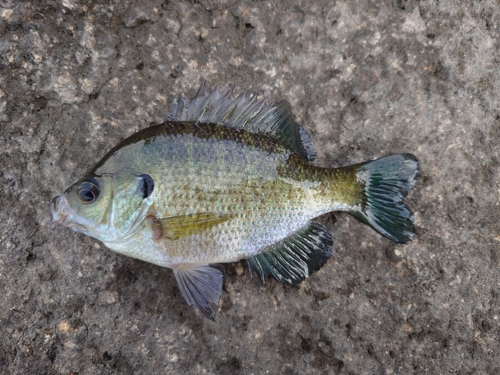 ブルーギルの釣果