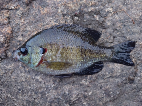 ブルーギルの釣果