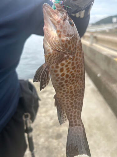 オオモンハタの釣果