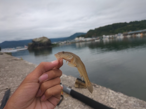 ウグイの釣果