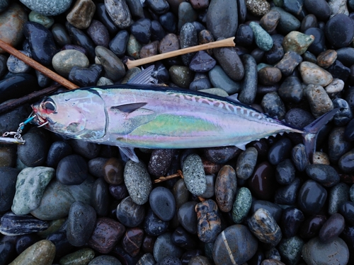 ソウダガツオの釣果