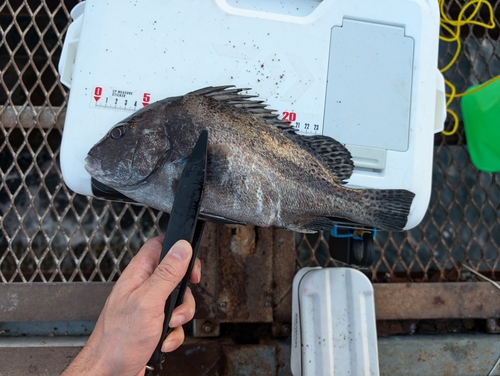 コショウダイの釣果