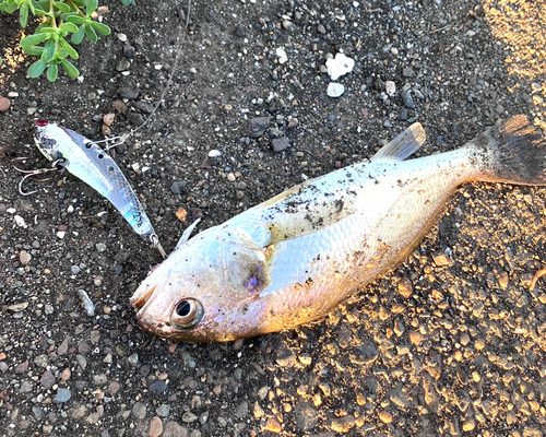 イシモチの釣果