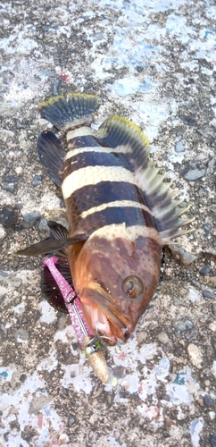 アオハタの釣果