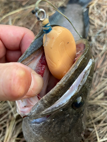 ライギョの釣果