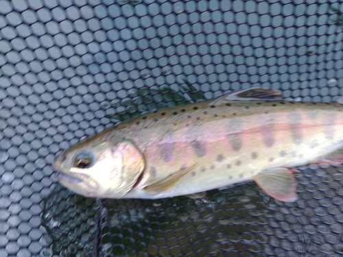 ニジマスの釣果