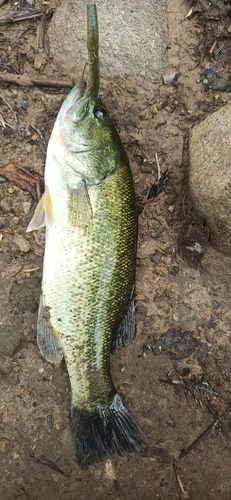 ラージマウスバスの釣果