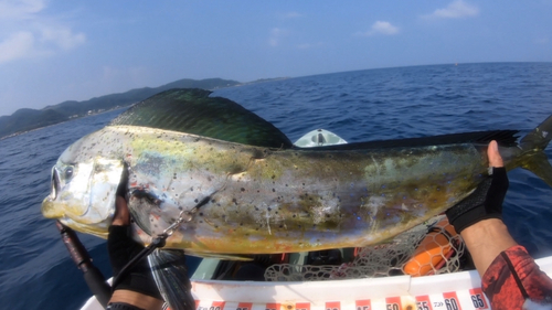 シイラの釣果