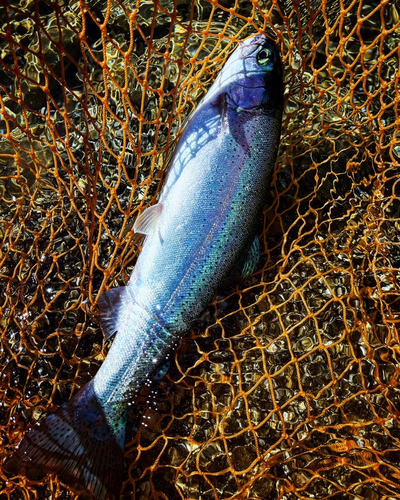 ニジマスの釣果