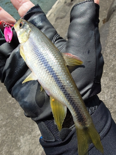 カワムツの釣果