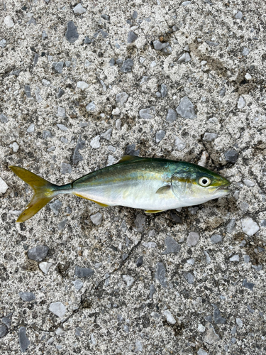 ツバスの釣果