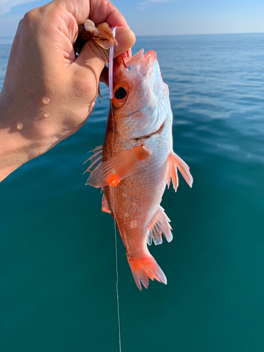 アカムツの釣果