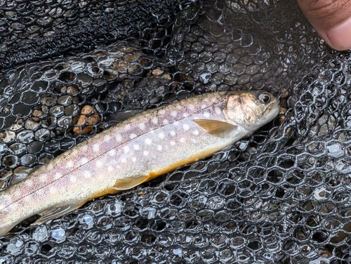 エゾイワナの釣果