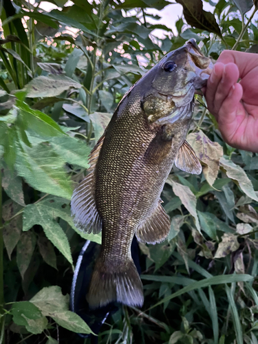 スモールマウスバスの釣果